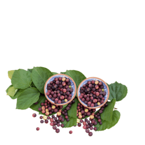 Fresh Falsa Berry 1Kg Box